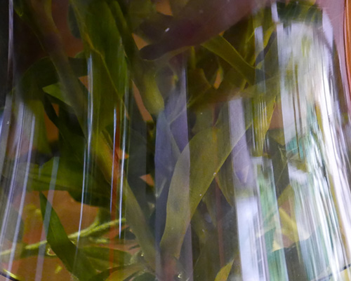 Fotografie Peter van Damme