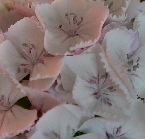 Fotografie Peter van Damme